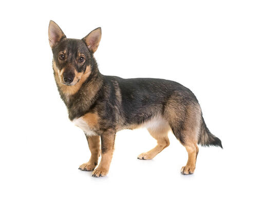 Swedish vallhund hot sale puppies price